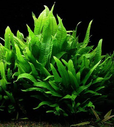 Microsorium pteropus